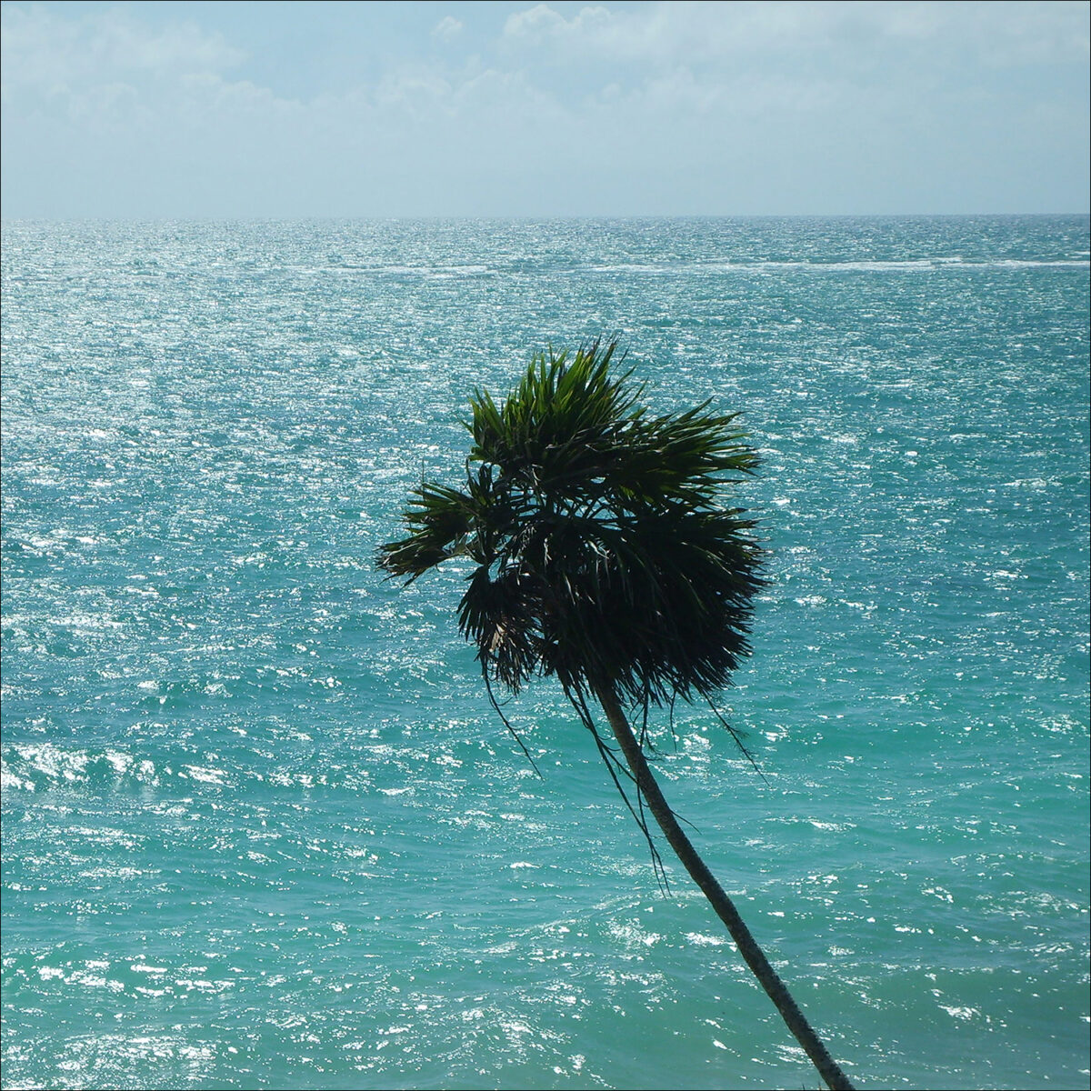 Palm vid havet